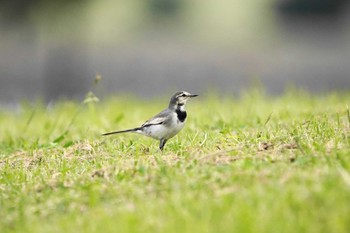 ハクセキレイ 葛西臨海公園 2022年10月22日(土)