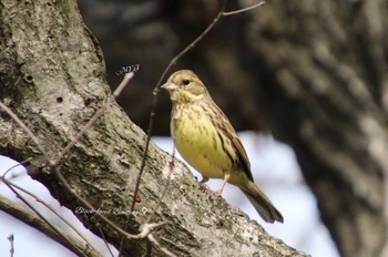 Masked Bunting Unknown Spots Tue, 2/28/2017