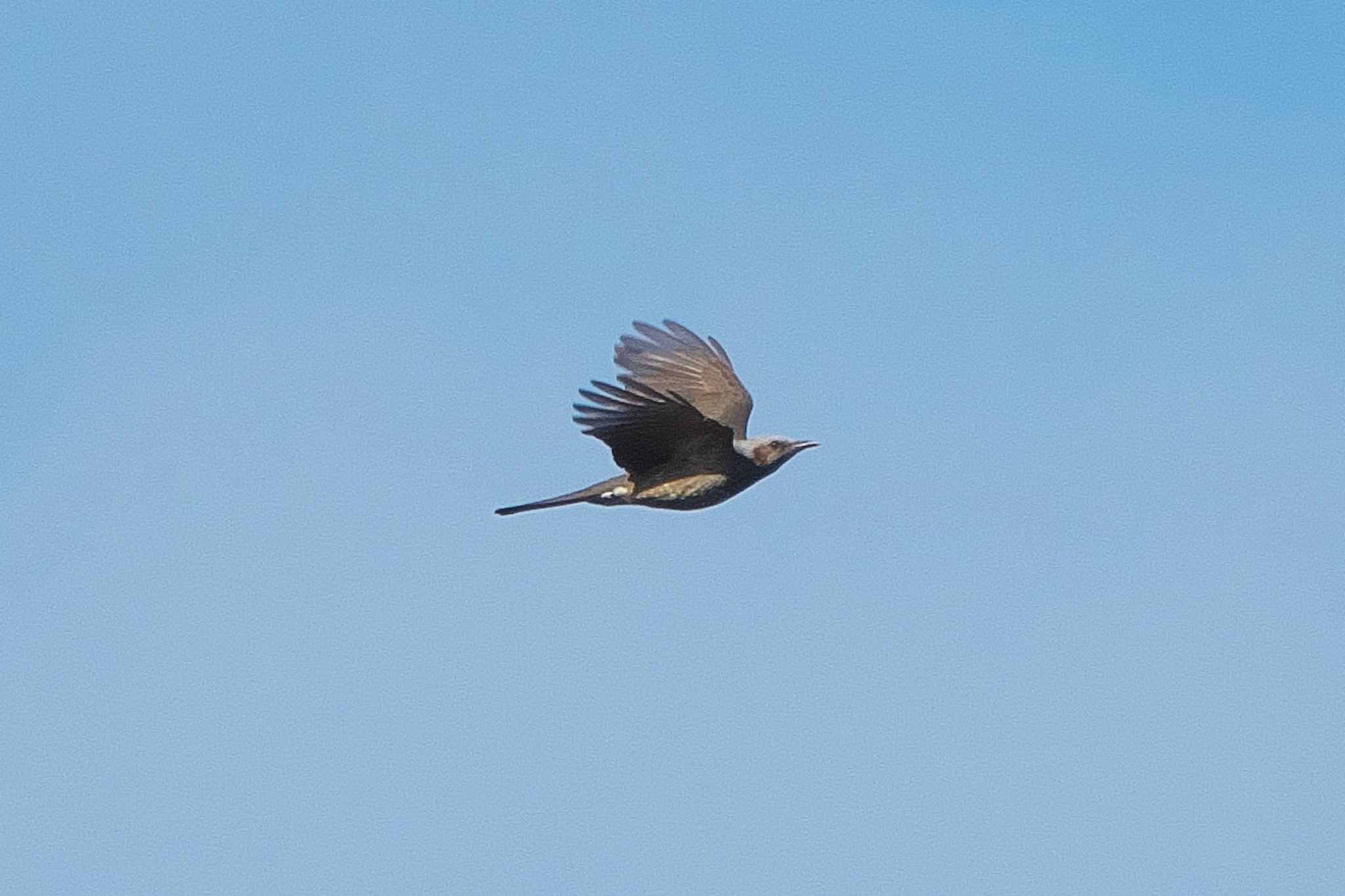 Brown-eared Bulbul