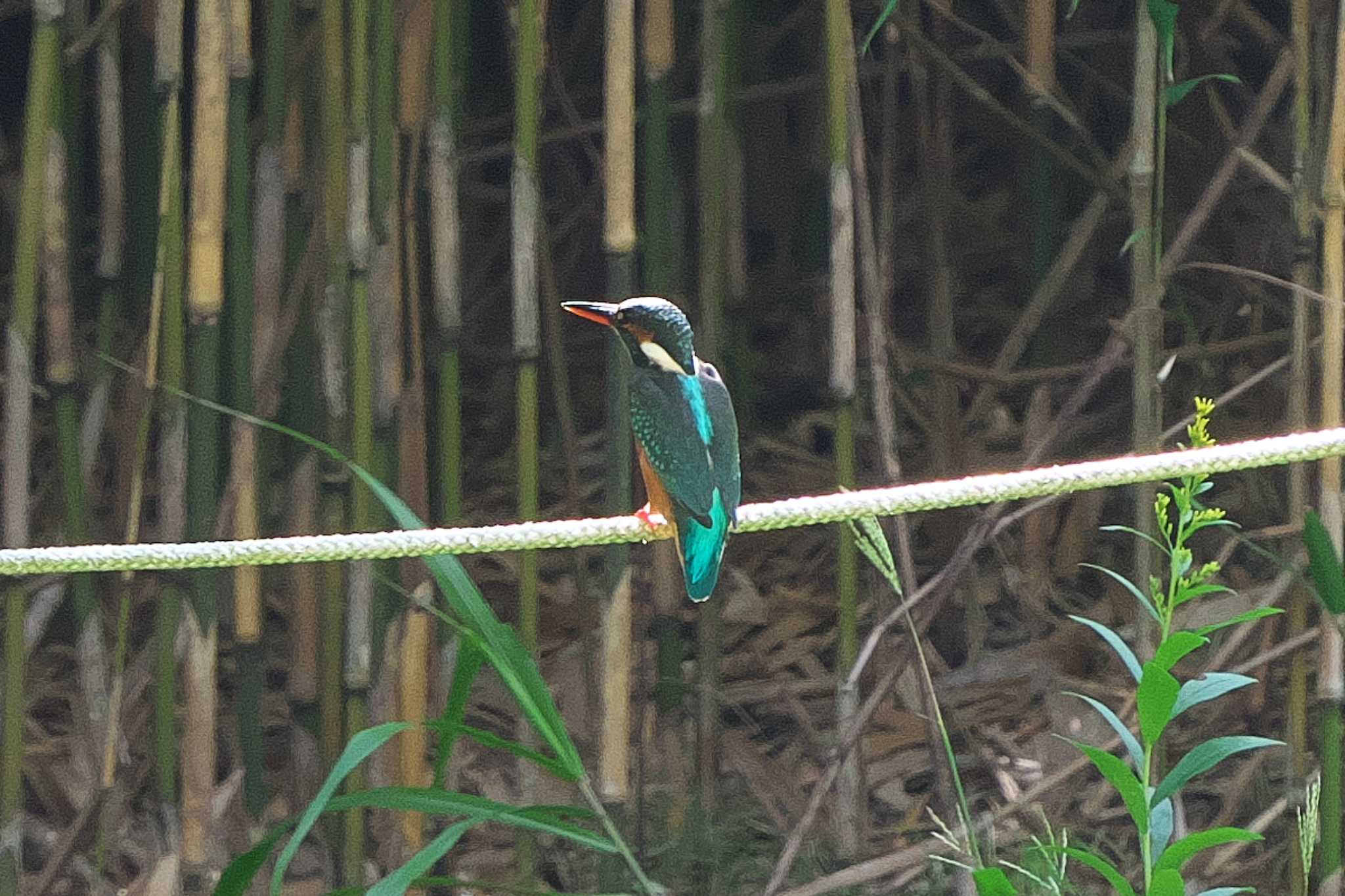 Common Kingfisher