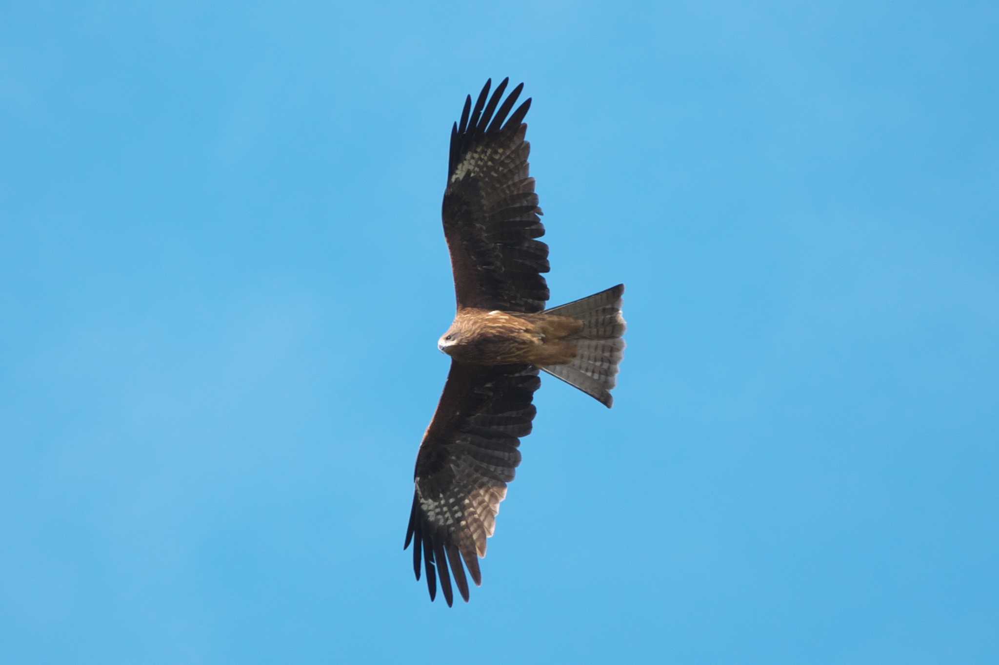 Black Kite