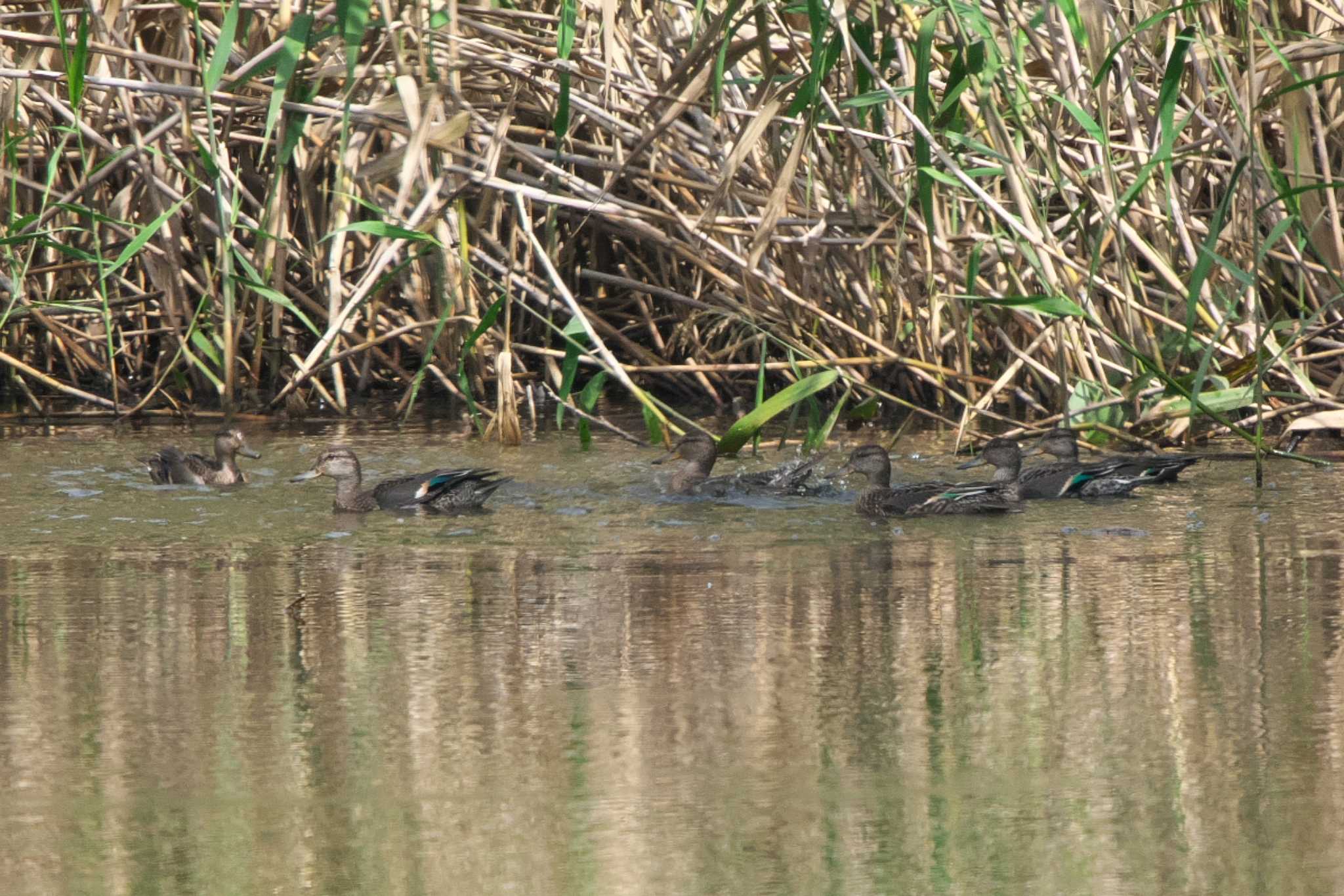 Eurasian Teal