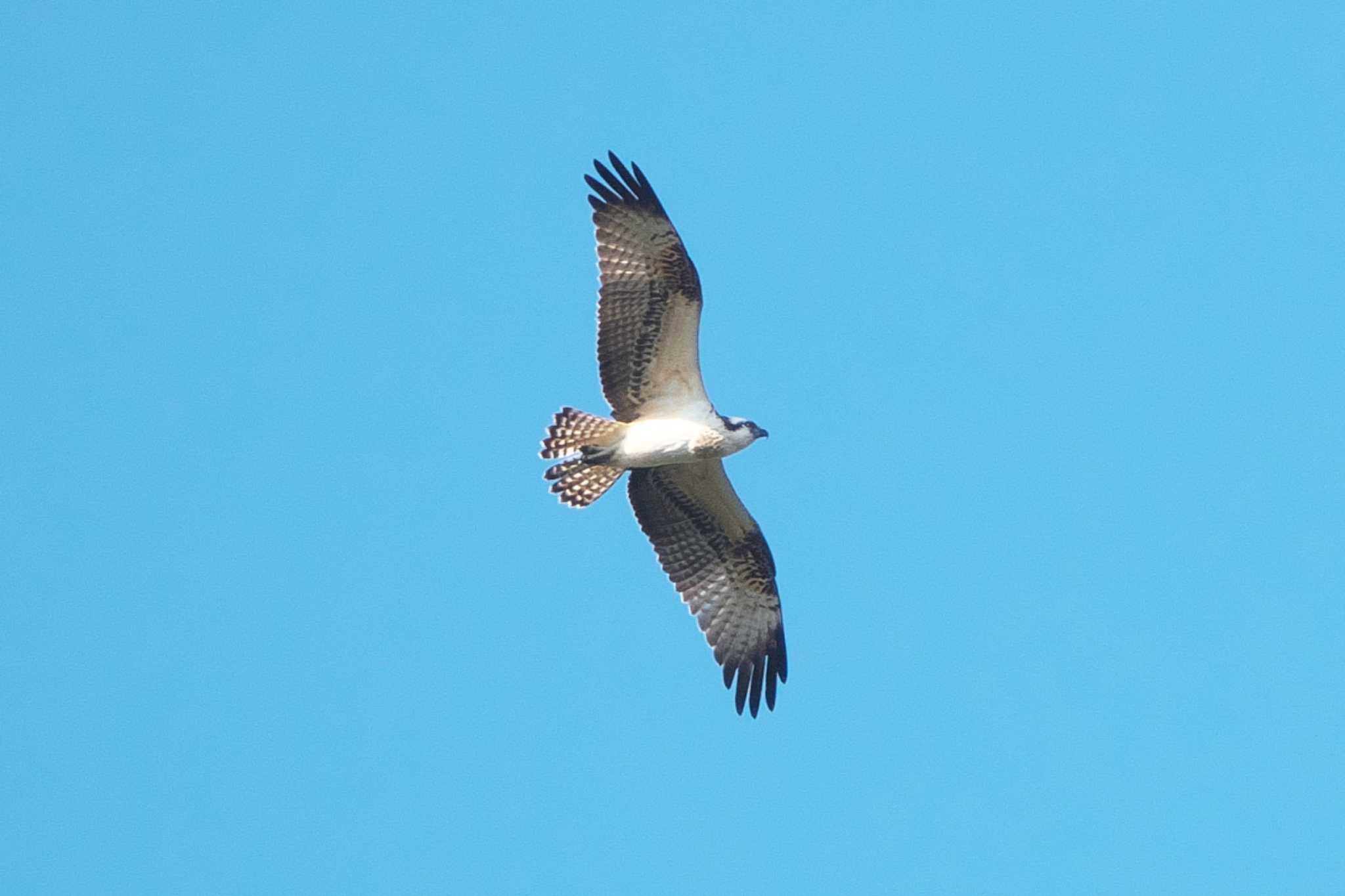 Osprey