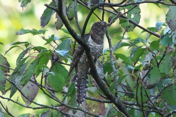 Sun, 10/16/2022 Birding report at 池子の森自然公園