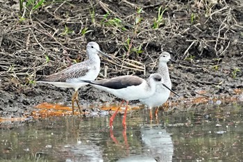 Ruff Watarase Yusuichi (Wetland) Sat, 10/22/2022