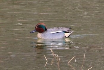 コガモ 場所が不明 2017年2月28日(火)