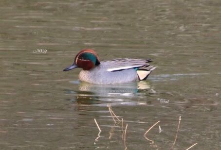 Photo of Eurasian Teal at  by Haru Tukasa