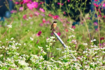 2022年10月10日(月) 行幸田の野鳥観察記録