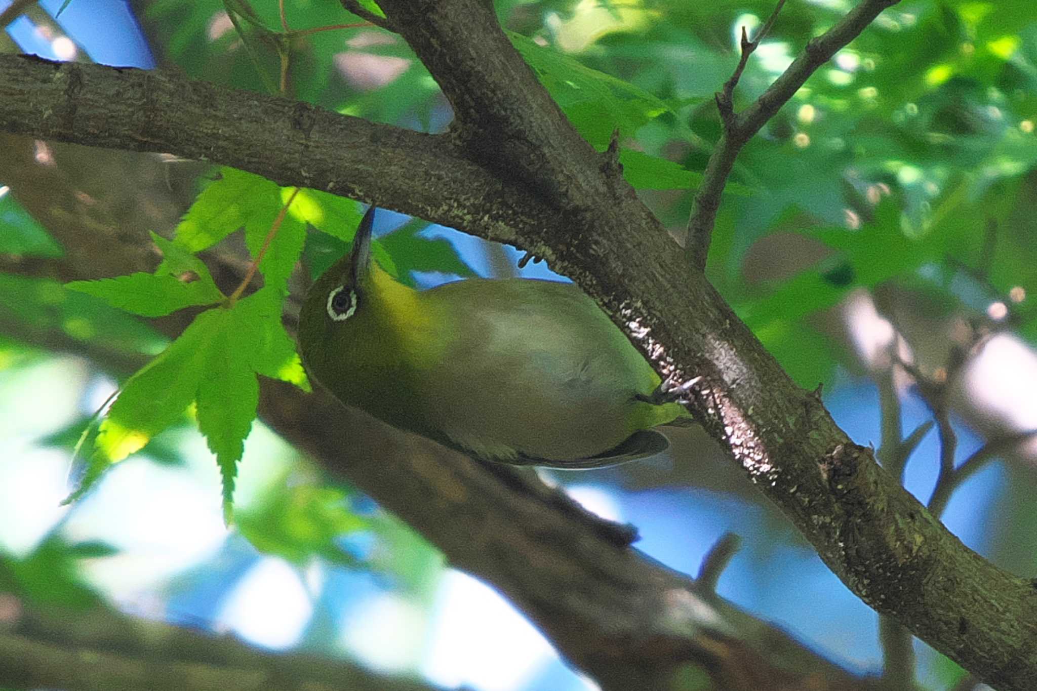 Warbling White-eye