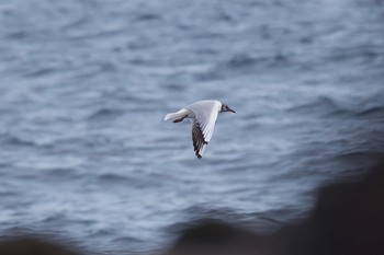 Black-headed Gull 城ヶ島 Mon, 4/10/2017