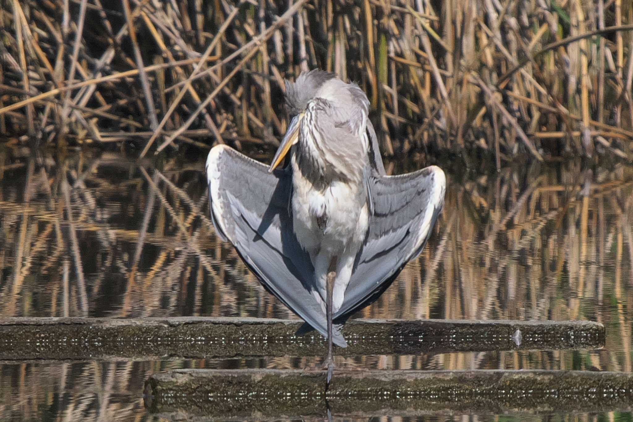 Grey Heron