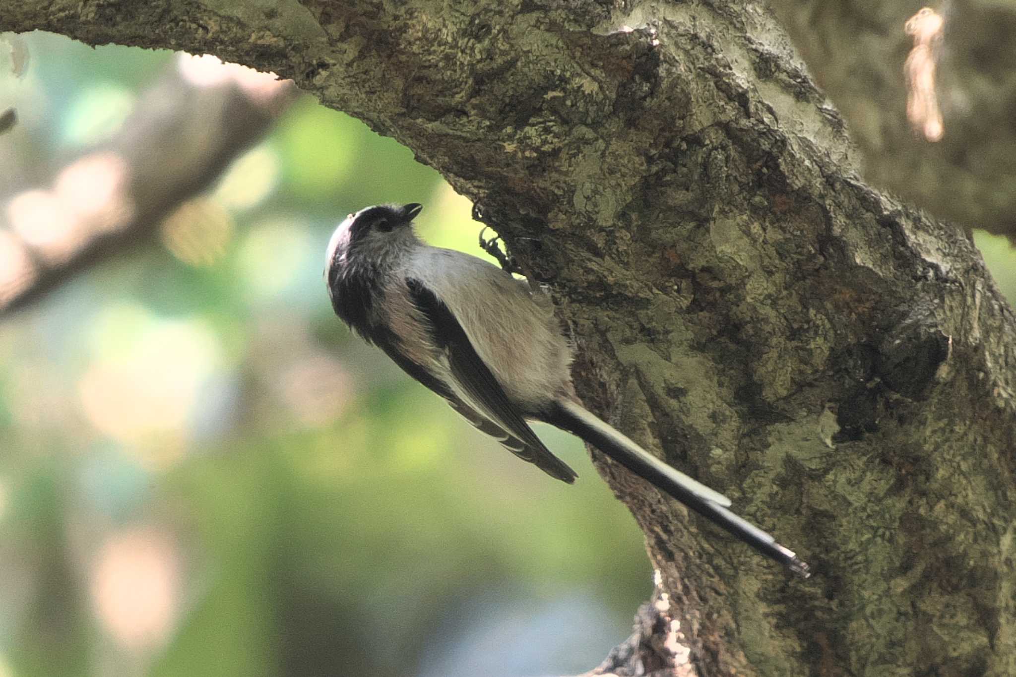 Long-tailed Tit