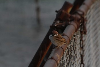 スズメ 牛久沼水辺公園 2018年2月15日(木)