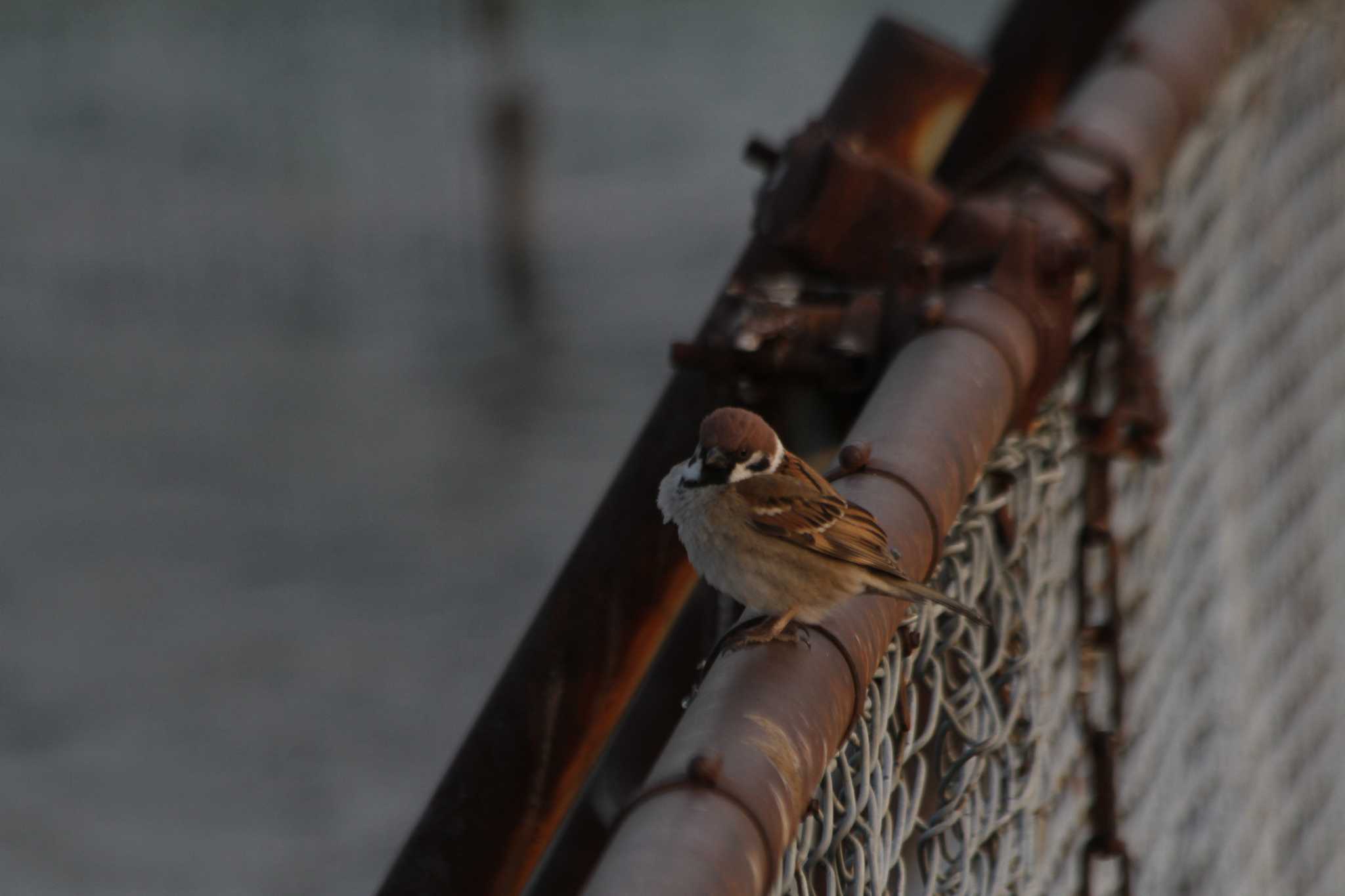 Photo of Eurasian Tree Sparrow at 牛久沼水辺公園 by hirano