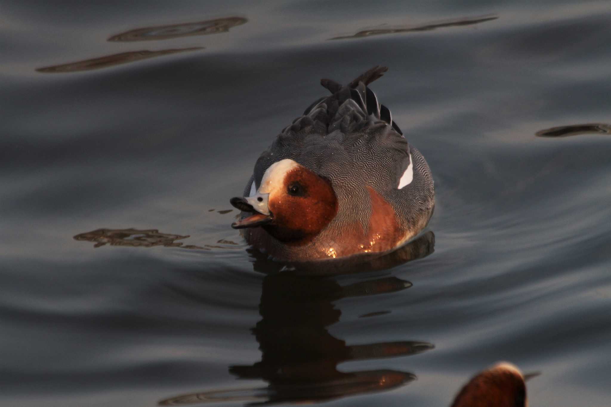 Photo of Eurasian Wigeon at 牛久沼水辺公園 by hirano