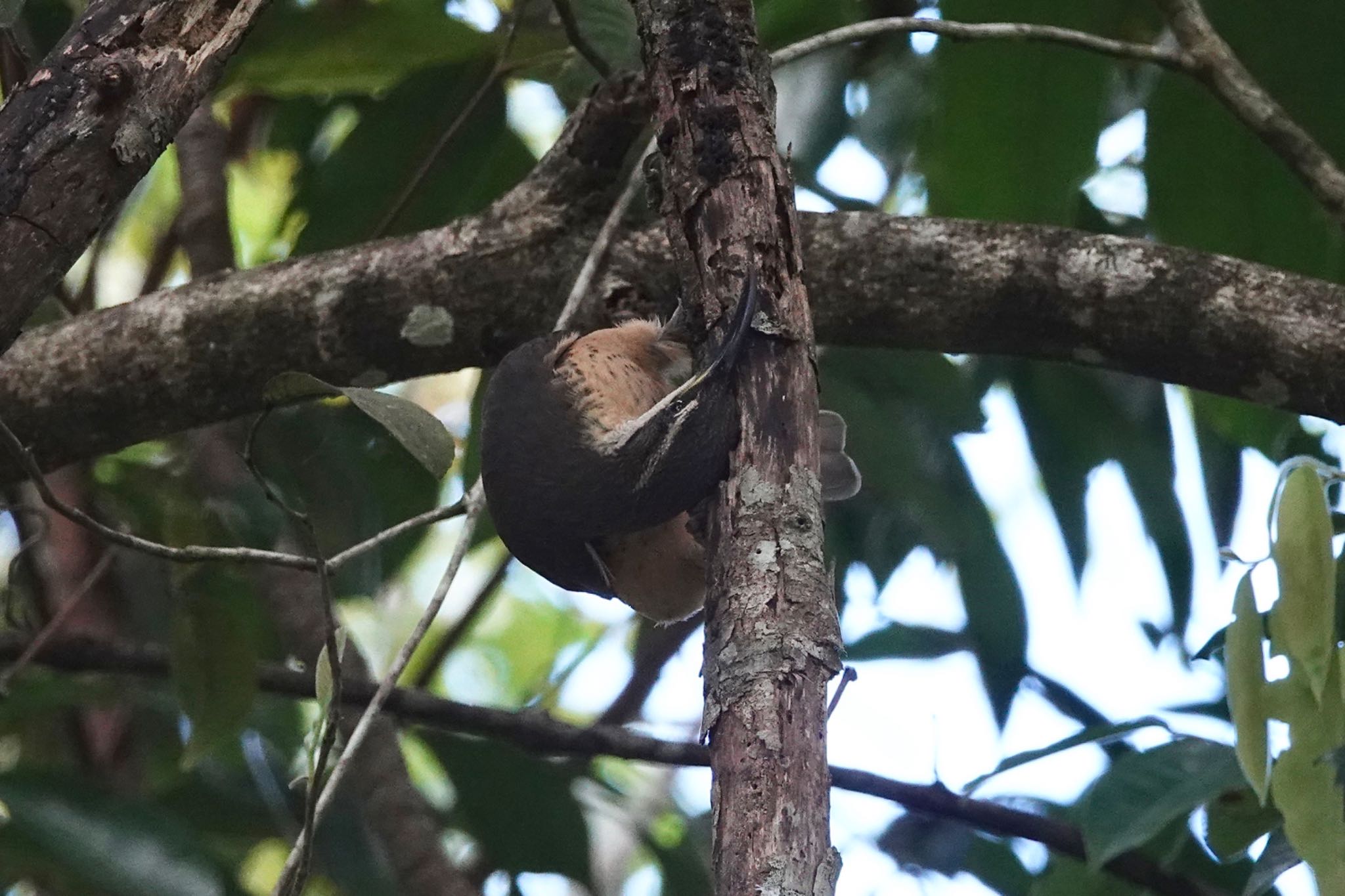 Black Mountain Rd(Kuranda,Australia) コウロコフウチョウの写真