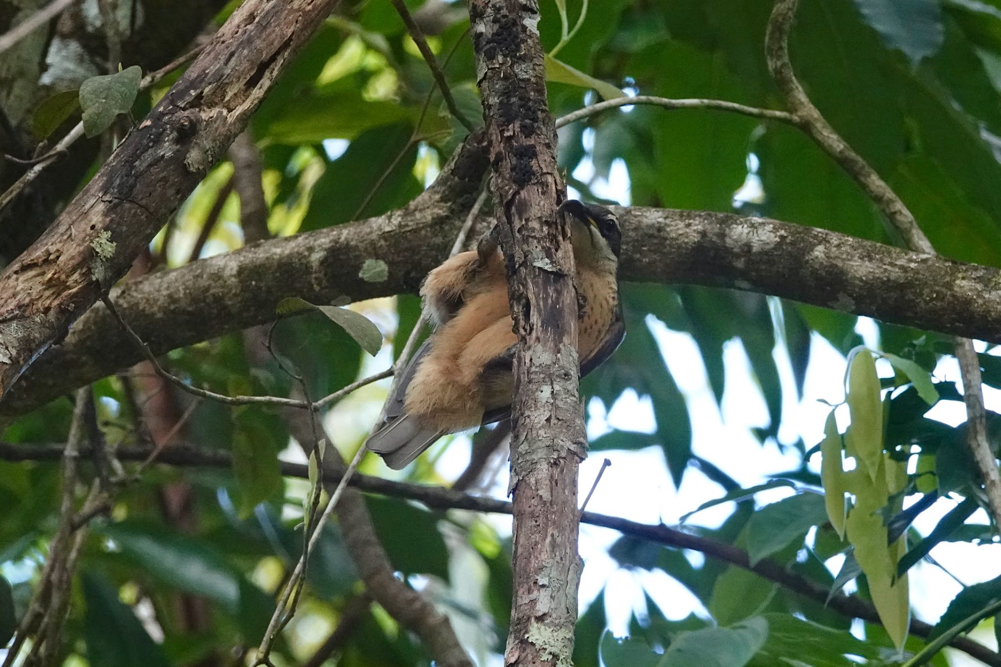 Black Mountain Rd(Kuranda,Australia) コウロコフウチョウの写真