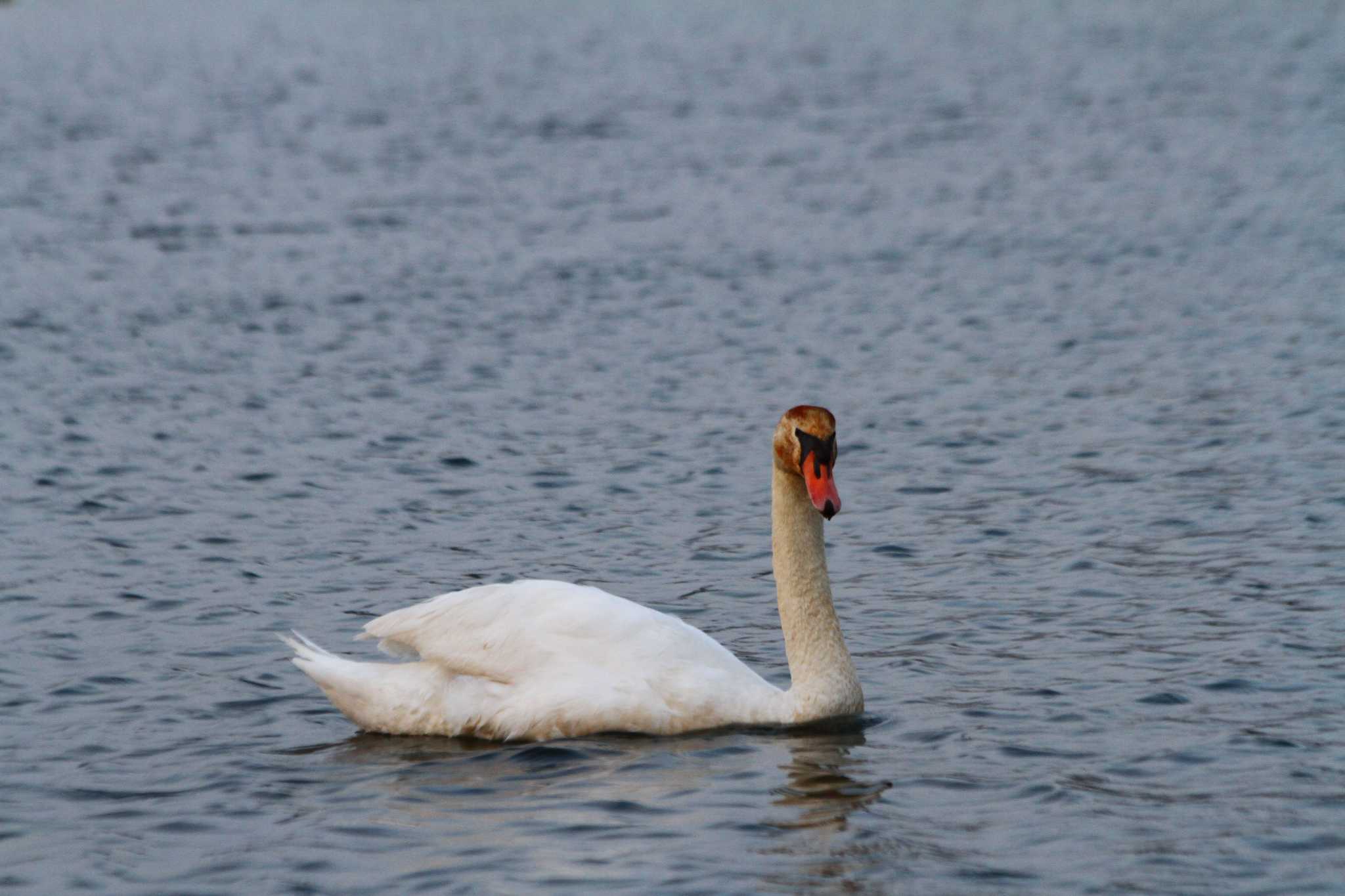 Photo of Mute Swan at 牛久沼水辺公園 by hirano