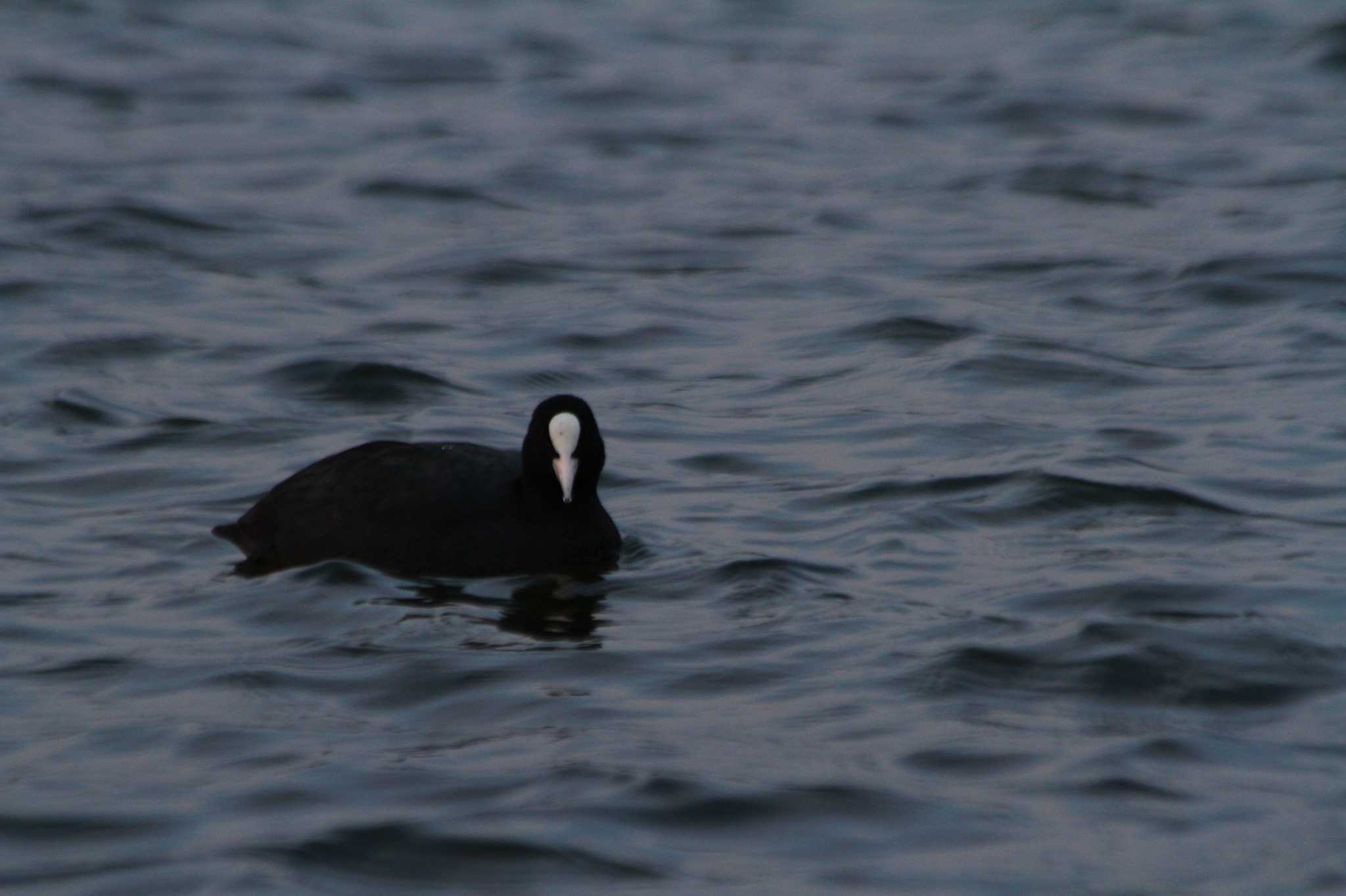 Photo of Eurasian Coot at 牛久沼水辺公園 by hirano