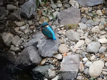 Common Kingfisher 平和の森公園、妙正寺川 Mon, 10/24/2022