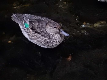 White-cheeked Starling 平和の森公園、妙正寺川 Mon, 10/24/2022