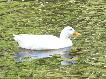 2022年10月23日(日) 平塚八幡宮の野鳥観察記録