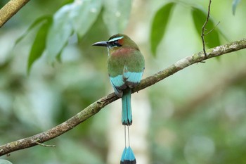 Thu, 1/11/2018 Birding report at Coba Ruins