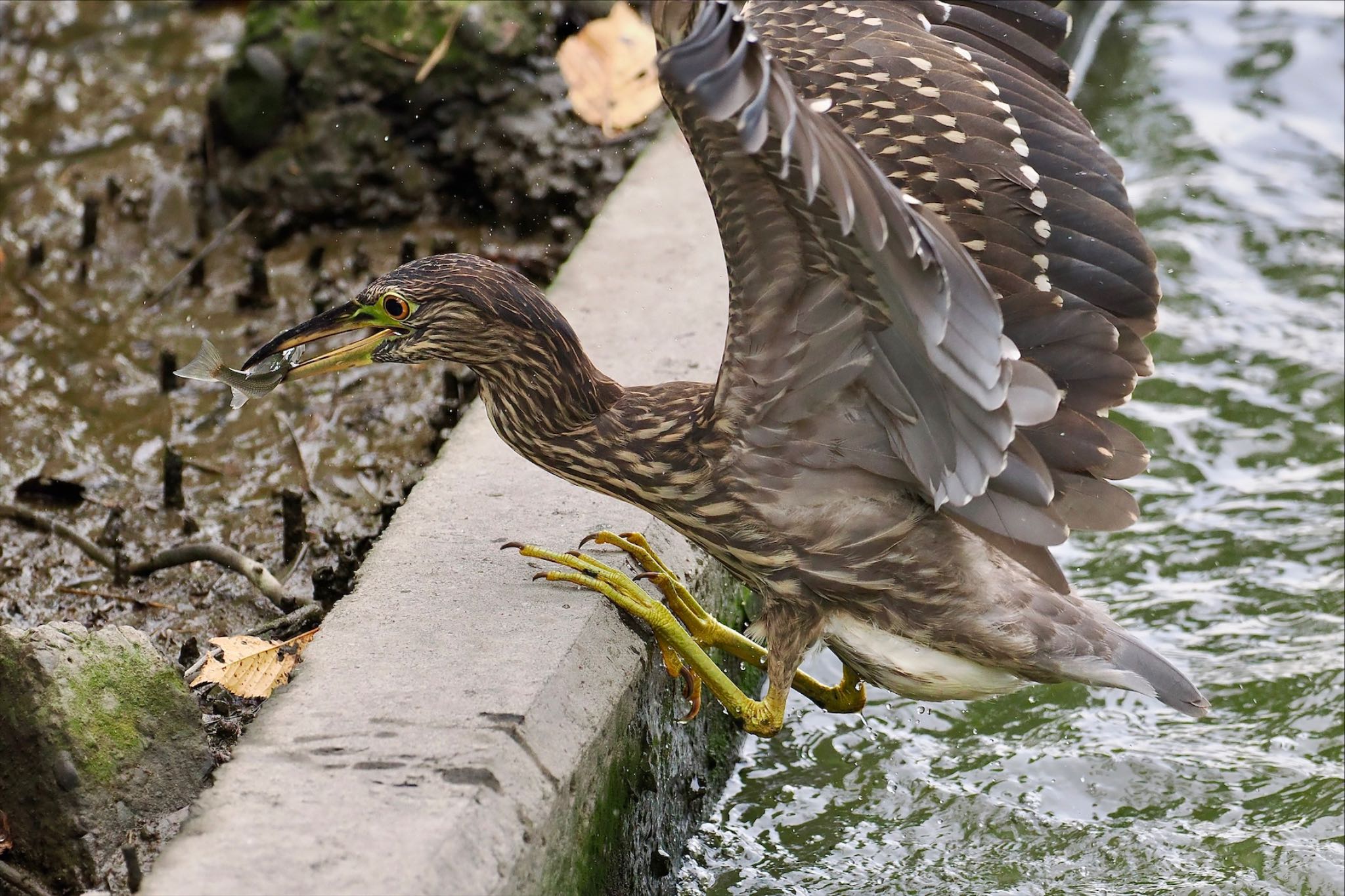 葛西臨海公園 ゴイサギの写真