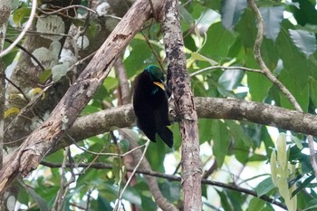 コウロコフウチョウ Black Mountain Rd(Kuranda,Australia) 2022年10月1日(土)