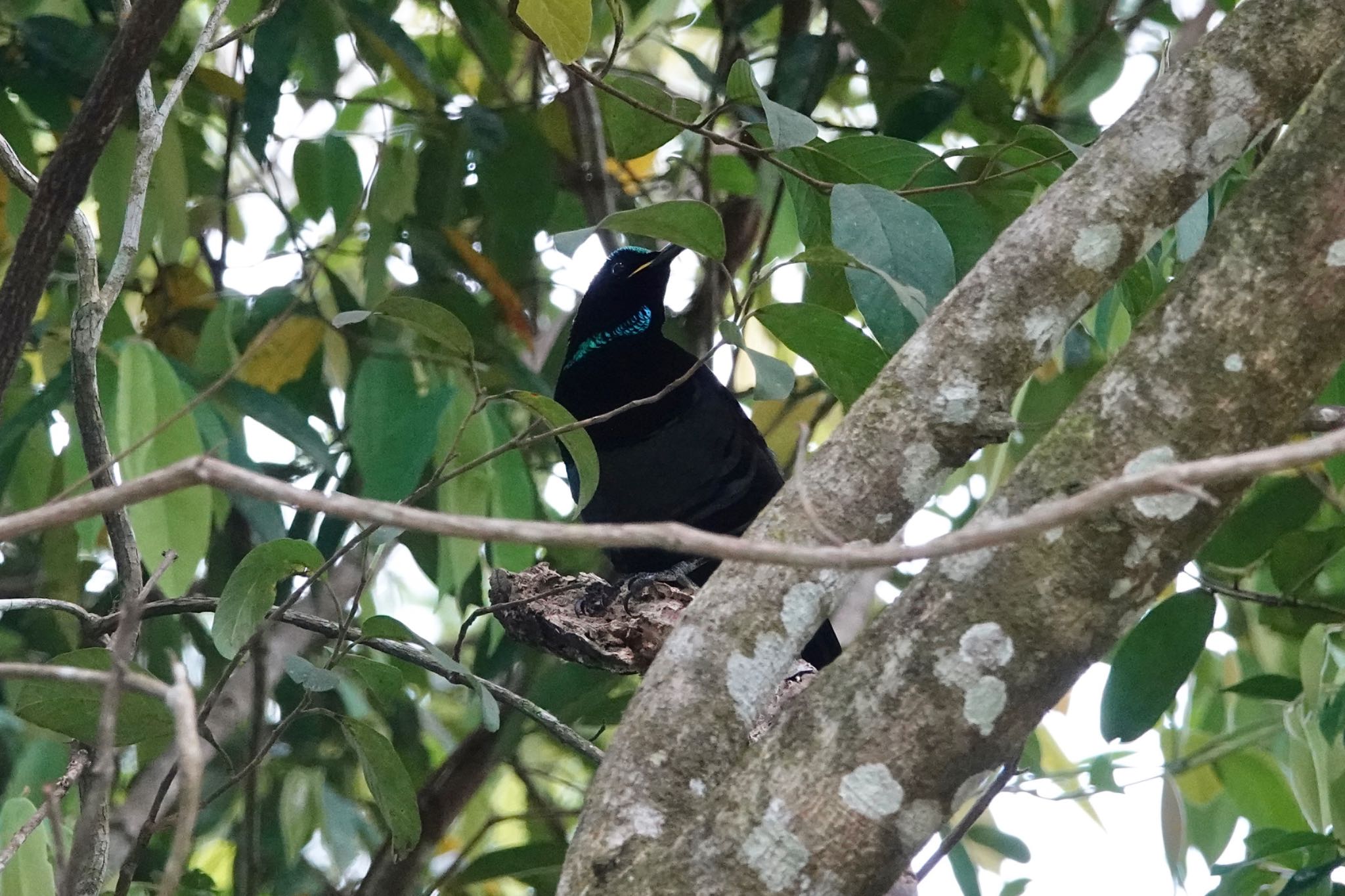 Black Mountain Rd(Kuranda,Australia) コウロコフウチョウの写真 by のどか