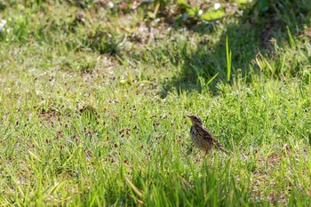 Olive-backed Pipit 法隆寺 Mon, 4/3/2017