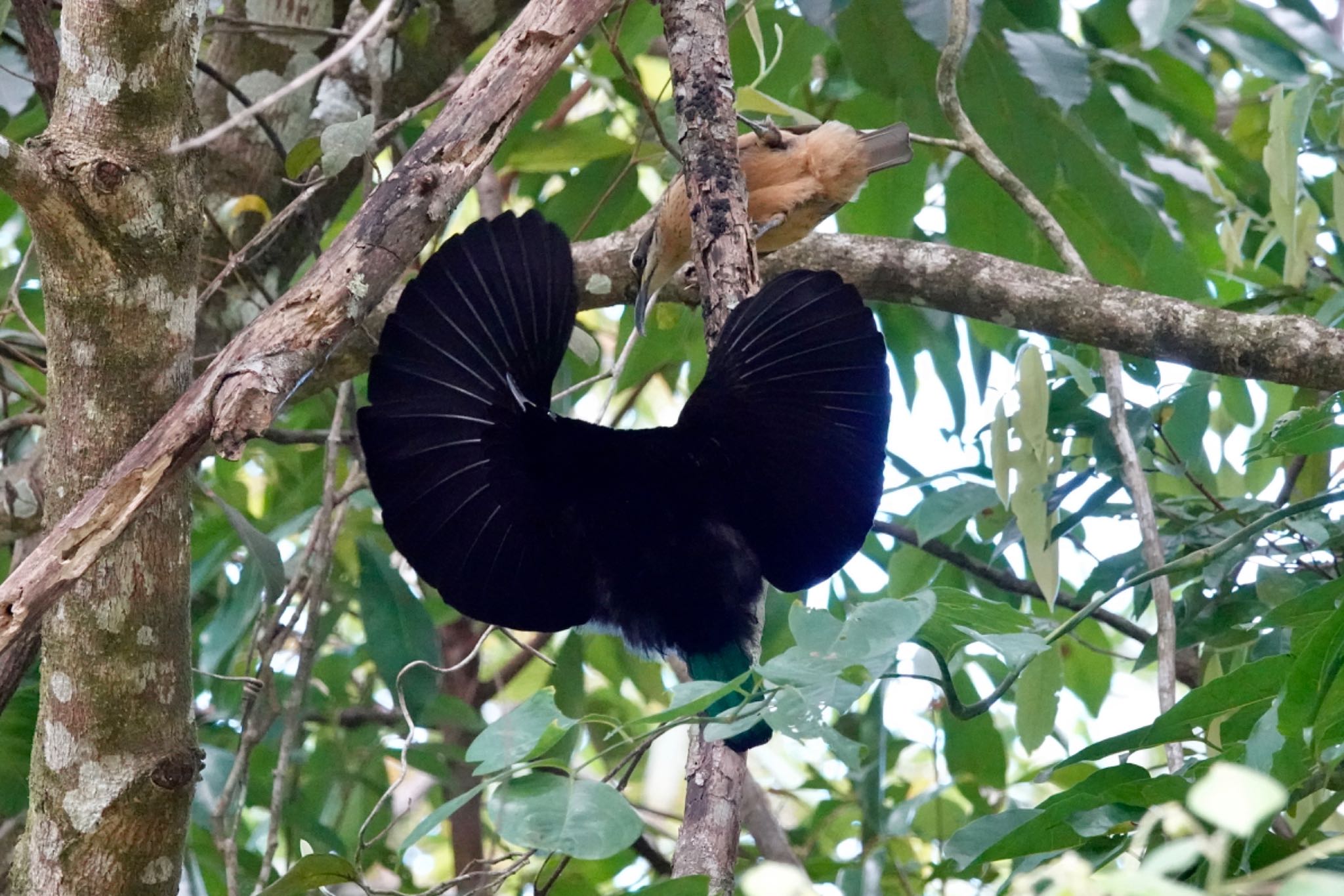 Black Mountain Rd(Kuranda,Australia) コウロコフウチョウの写真 by のどか