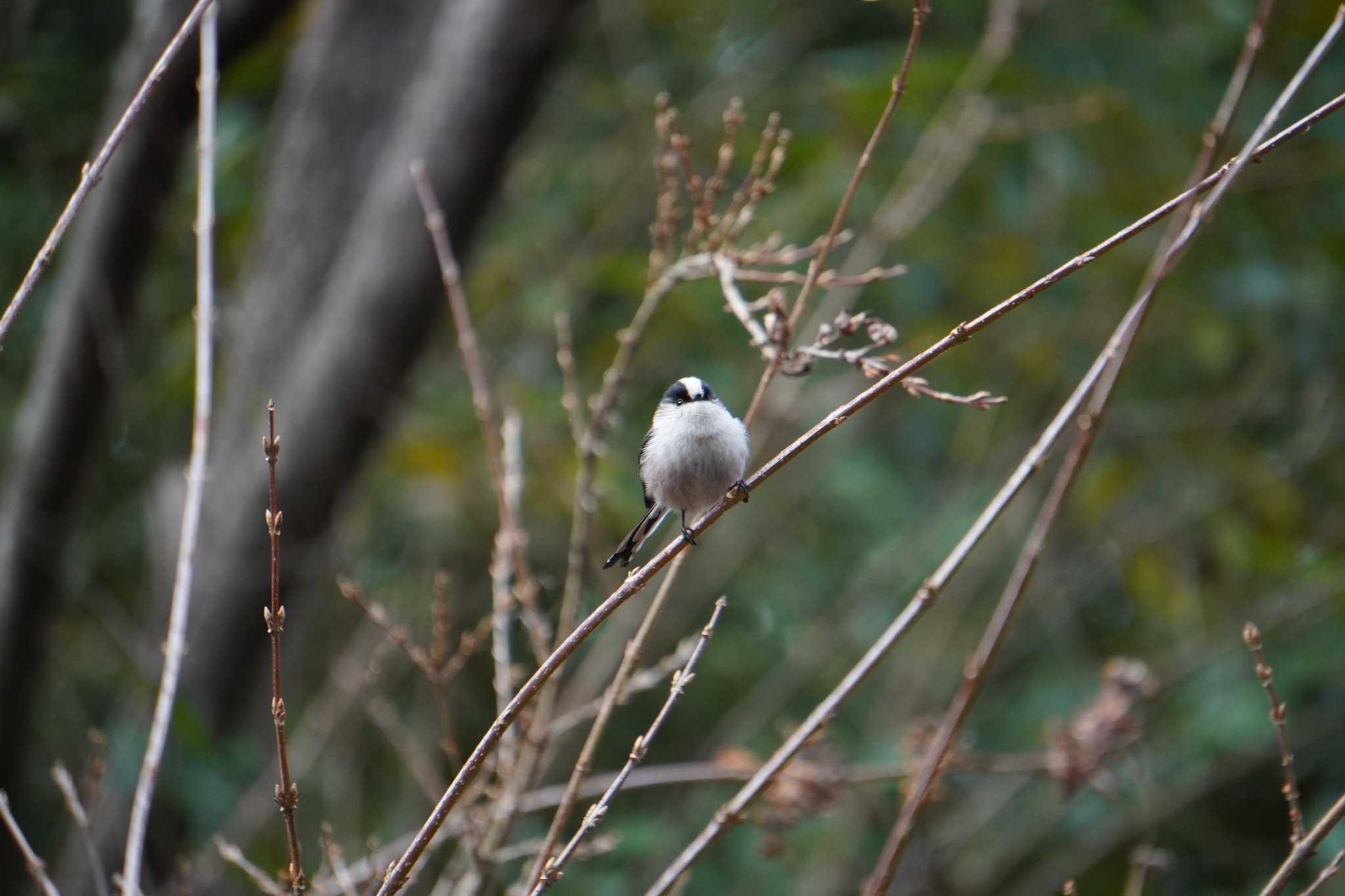 Long-tailed Tit