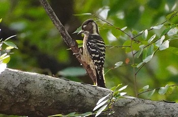 Japanese Pygmy Woodpecker Osaka castle park Mon, 10/24/2022