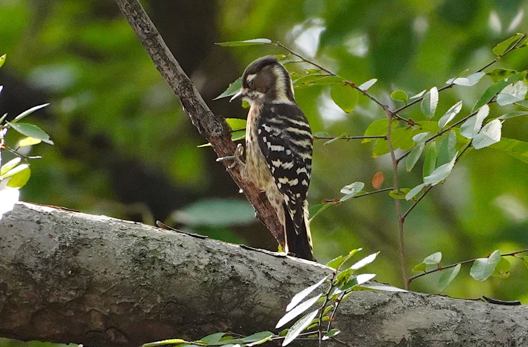 Photo of Japanese Pygmy Woodpecker at Osaka castle park by アルキュオン