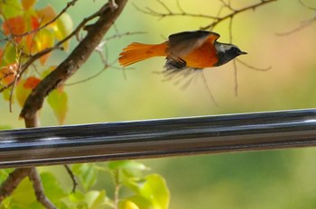 Daurian Redstart Osaka castle park Mon, 10/24/2022