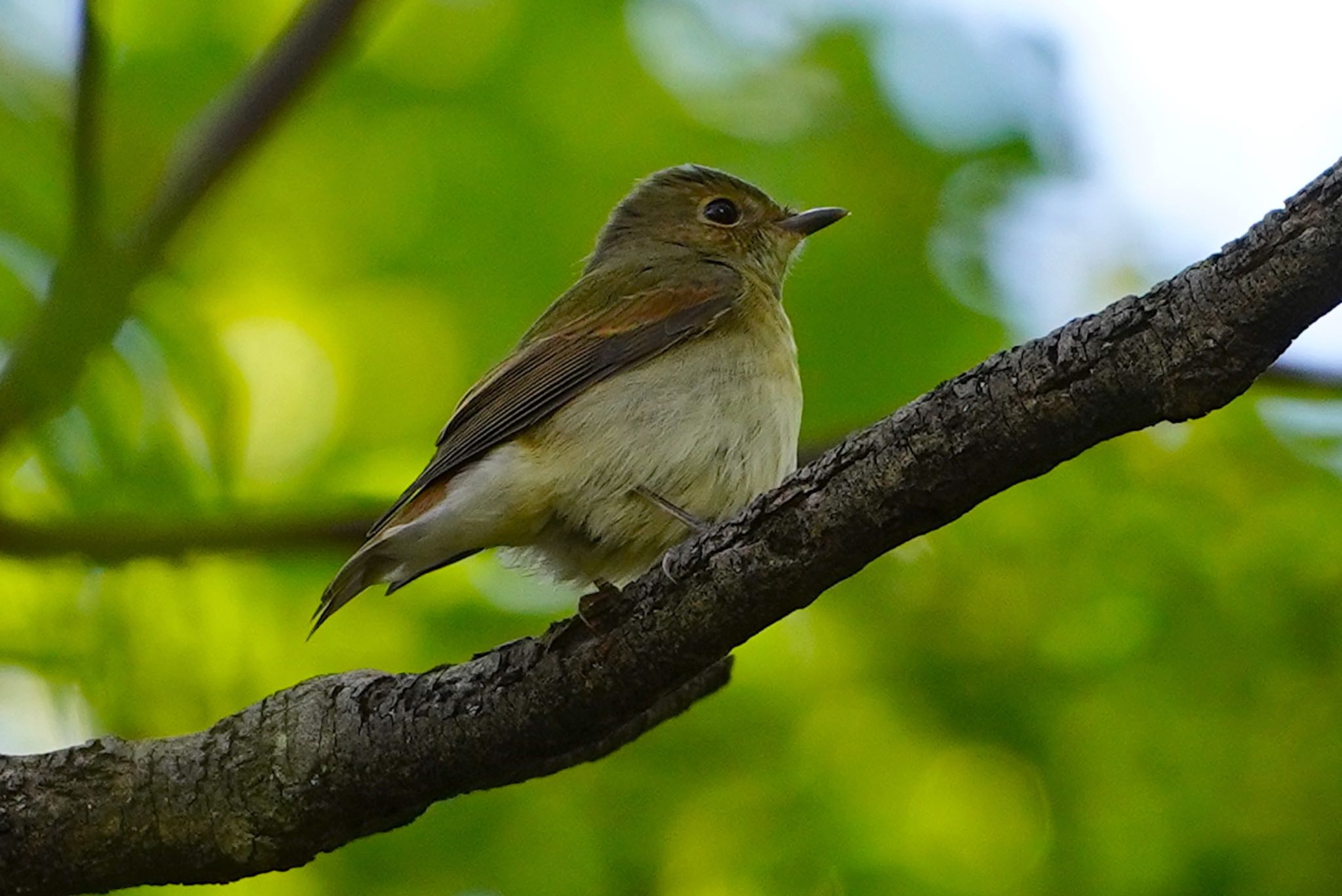 Photo of Narcissus Flycatcher at Osaka castle park by アルキュオン