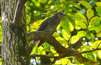 Brown-eared Bulbul Osaka castle park Mon, 10/24/2022