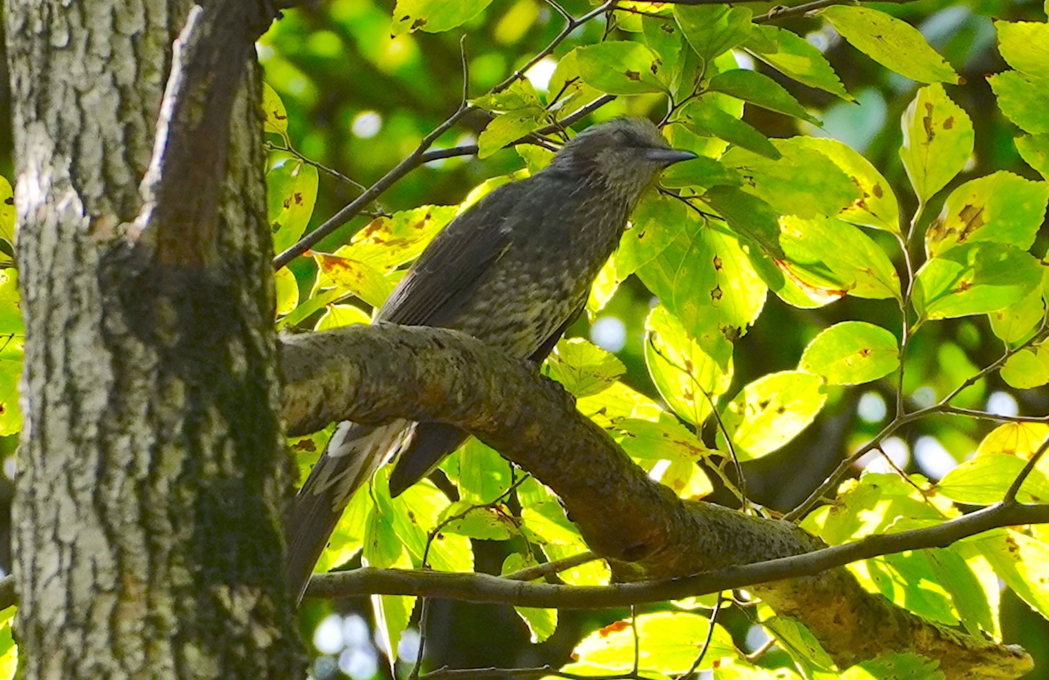 Photo of Brown-eared Bulbul at Osaka castle park by アルキュオン