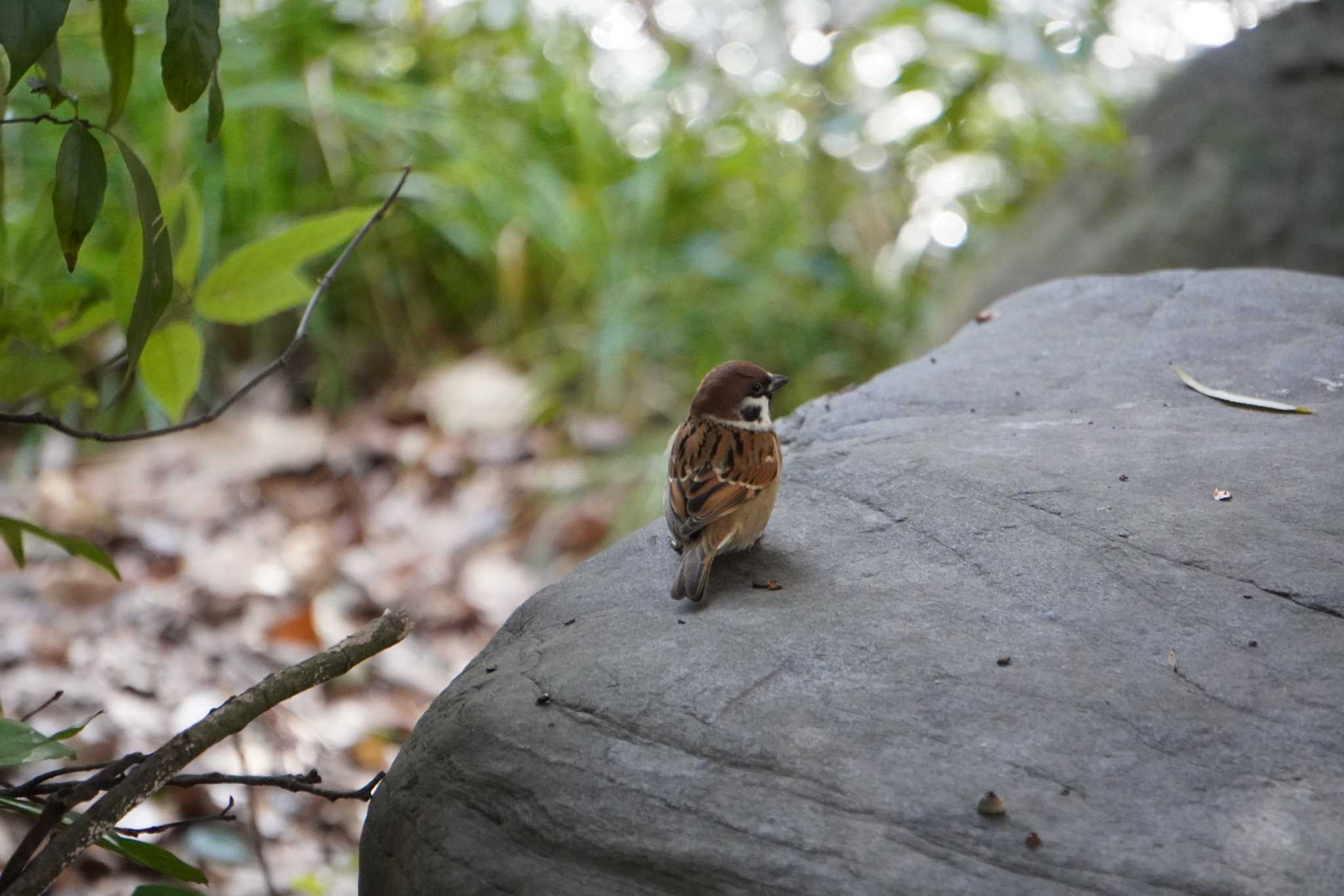 Photo of Eurasian Tree Sparrow at 大阪府 by jasmine