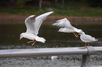 Sun, 12/26/2021 Birding report at 大阪府