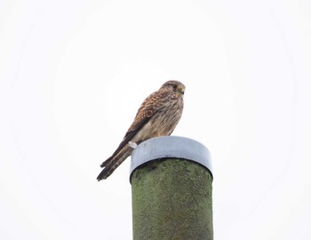 Common Kestrel 荒川河川敷 Mon, 10/24/2022