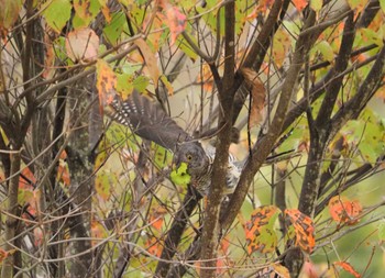 Mon, 10/24/2022 Birding report at Isanuma