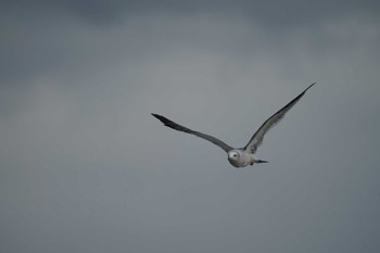 Black-tailed Gull 境水道 Mon, 10/24/2022