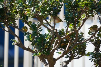 Warbling White-eye 桂浜 Fri, 12/31/2021