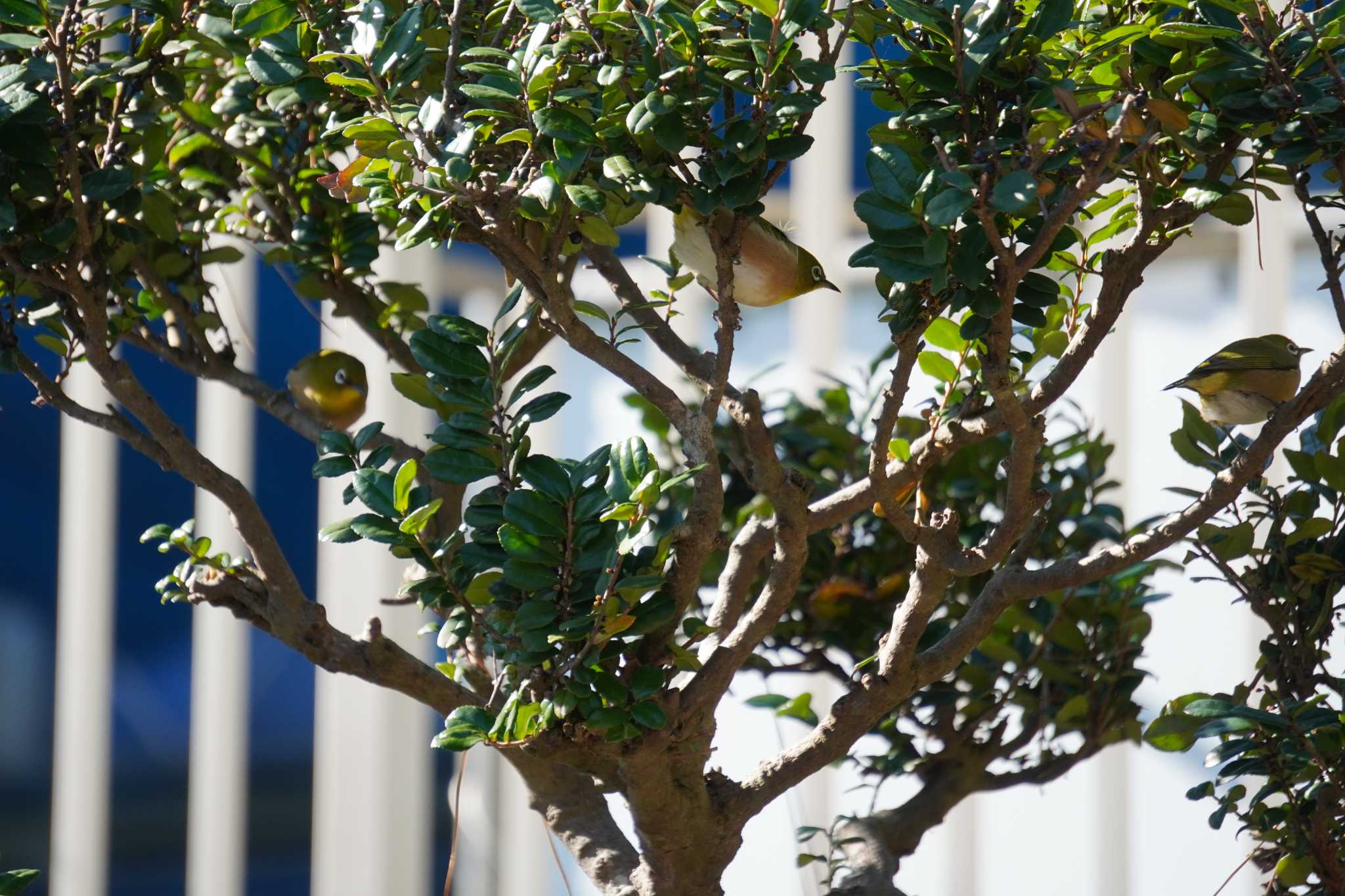 Warbling White-eye