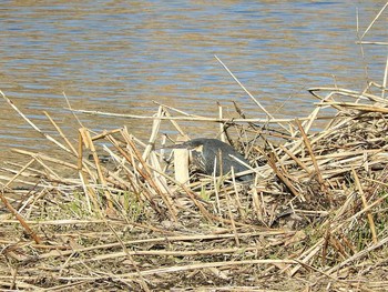 Black Bittern