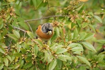 Brambling Yumigahama park Mon, 10/24/2022