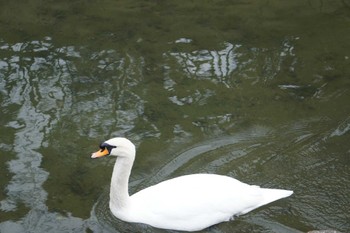 Mute Swan 倉敷美観地区 Sat, 1/1/2022