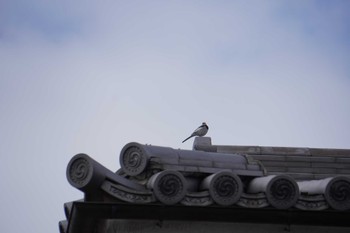 White Wagtail 倉敷美観地区 Sat, 1/1/2022